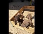 American bully exzotik-mikro štenci